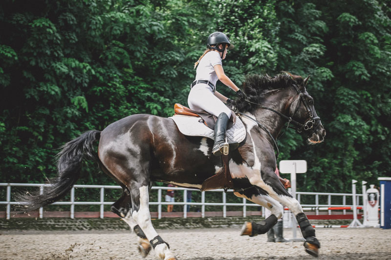 Costumes For Horses